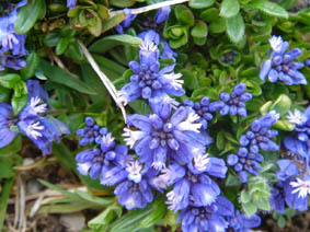 Polygala calcarea (Picos de europa)